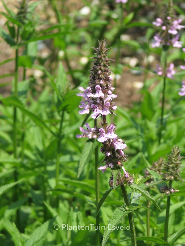 Nepeta sibirica