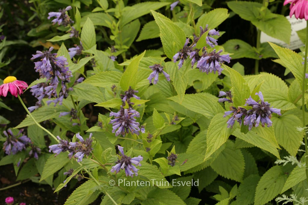 Nepeta subsessilis ‘Washfield’