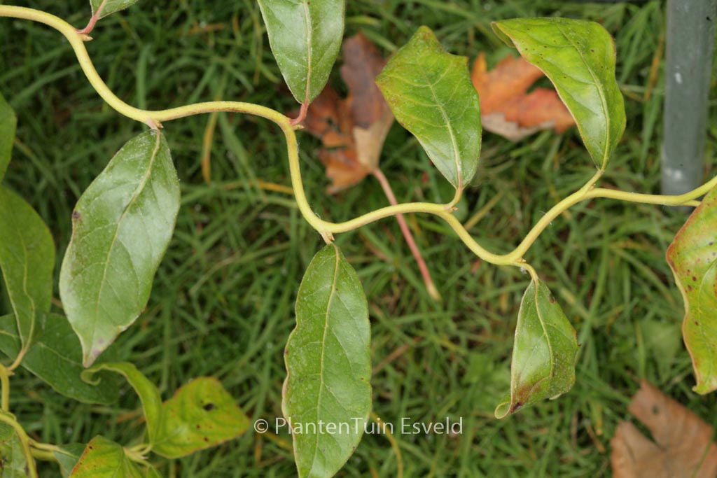 Nyssa sylvatica ‘Zydeco Twist’