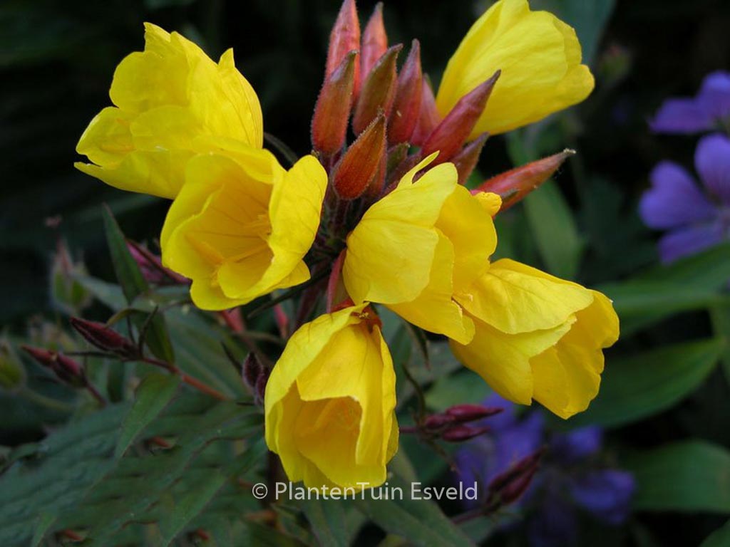 Oenothera fruticosa ‘Fyrverkeri’