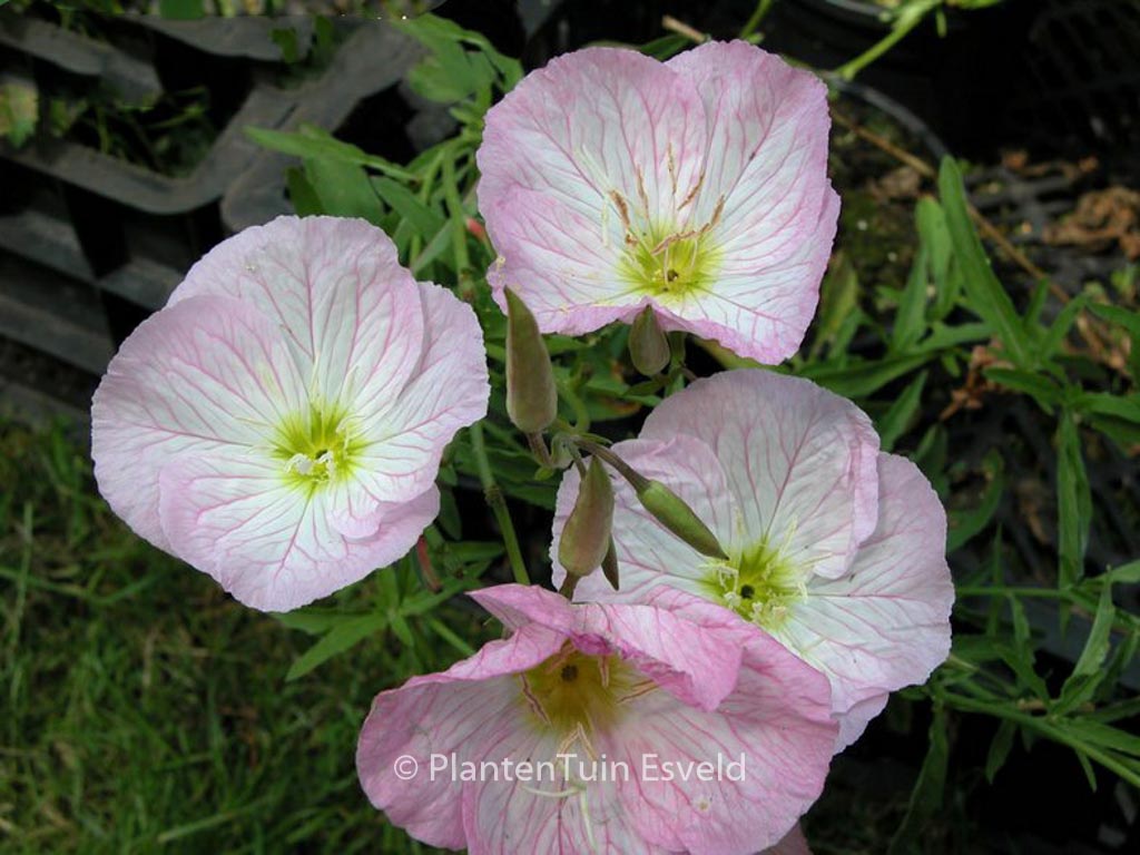 Oenothera speciosa ‘Siskiyou’