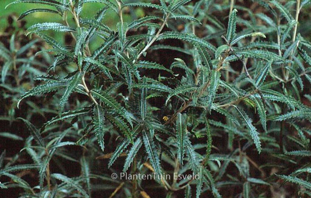 Olearia mollis ‘Zennoriensis’