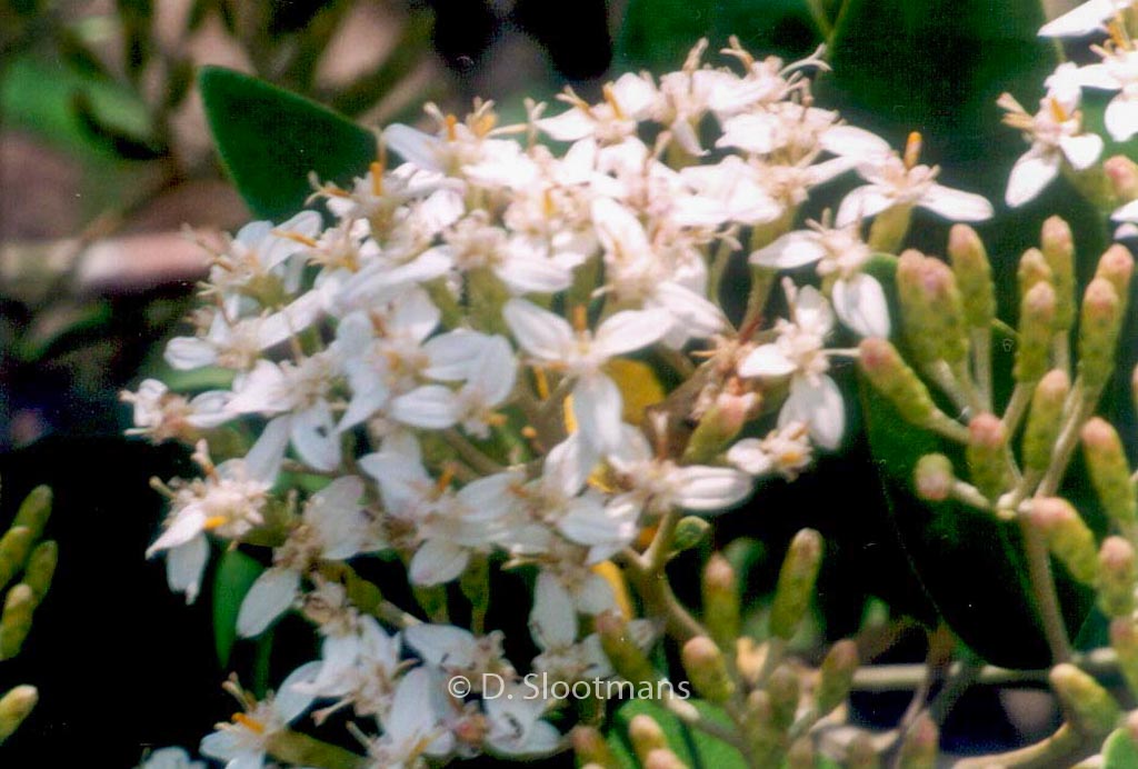 Olearia oleifolia ‘Waikariensis’