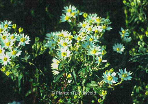 Olearia scilloniensis