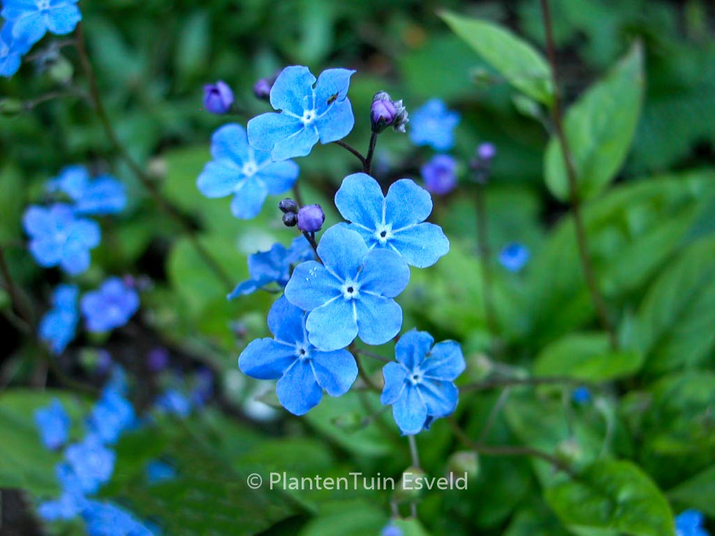Omphalodes cappadocica ‘Cherry Ingram’