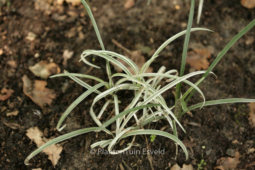 Ophiopogon japonicus ‘Silver Mist’