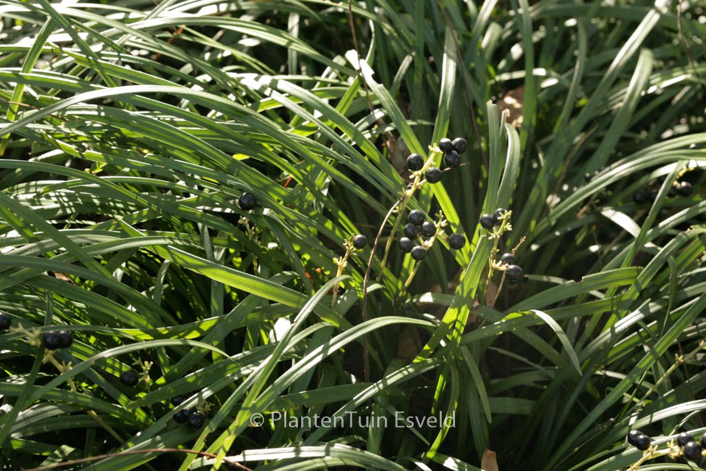 Ophiopogon japonicus