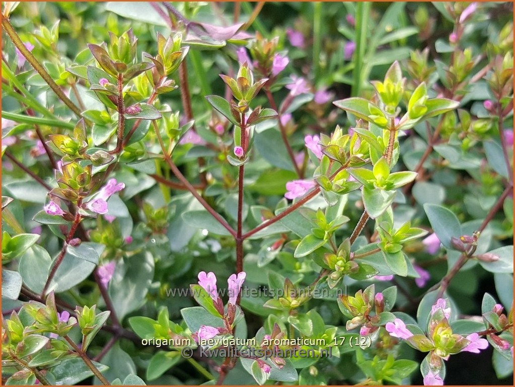 Origanum laevigatum ‘Aromatico’