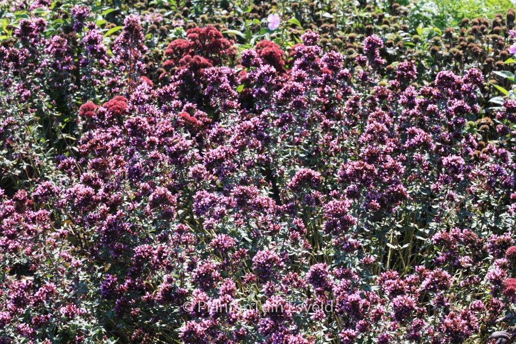Origanum laevigatum ‘Herrenhausen’