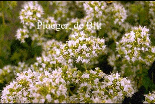 Origanum vulgare ‘Album’