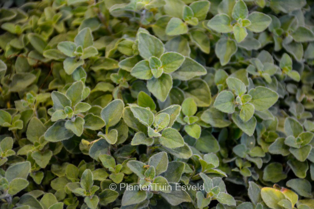 Origanum vulgare ‘Hot Spicy’