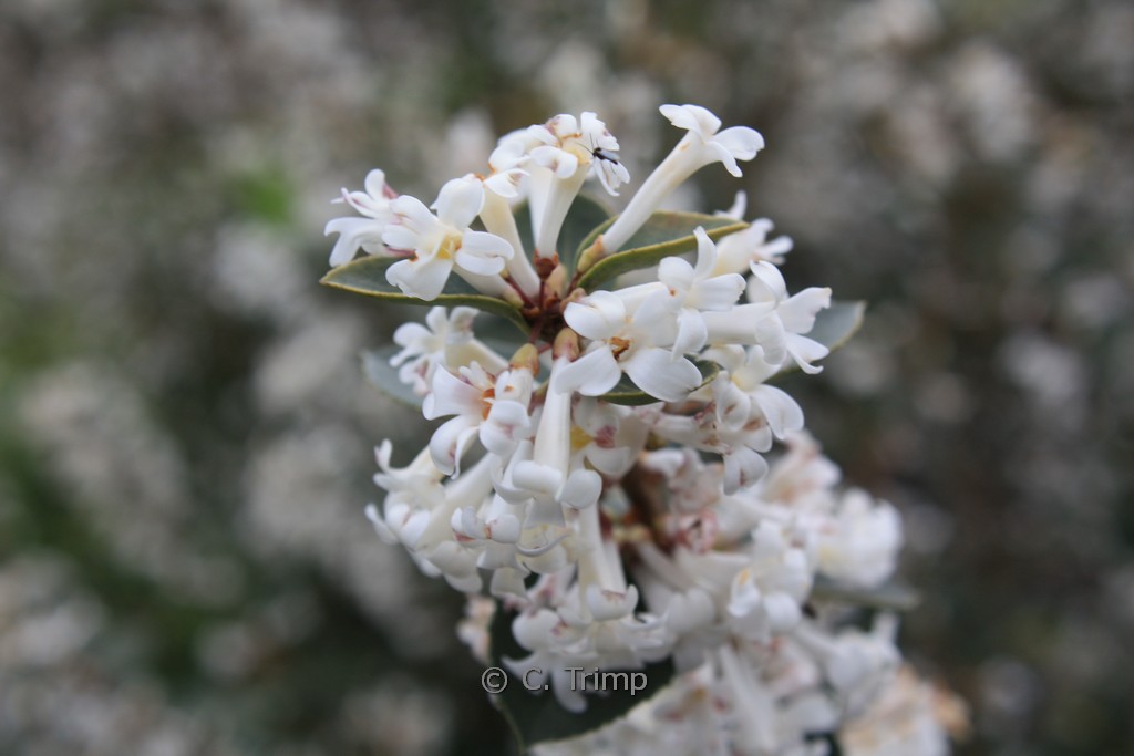 Osmanthus delavayi ‘Latifolius’