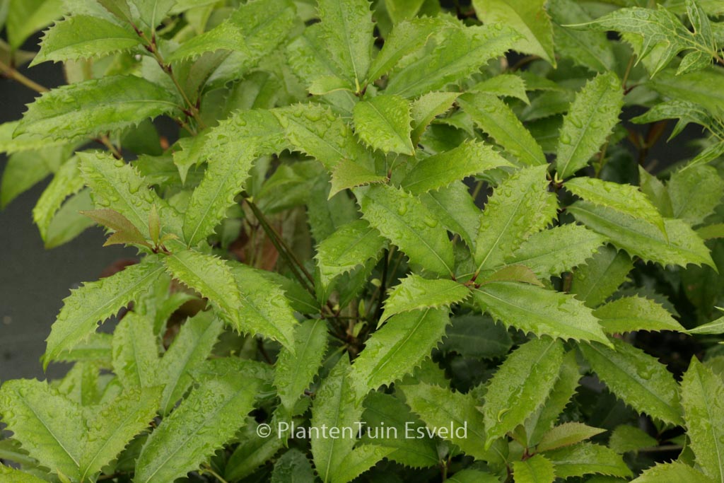 Osmanthus fortunei ‘San Jose’