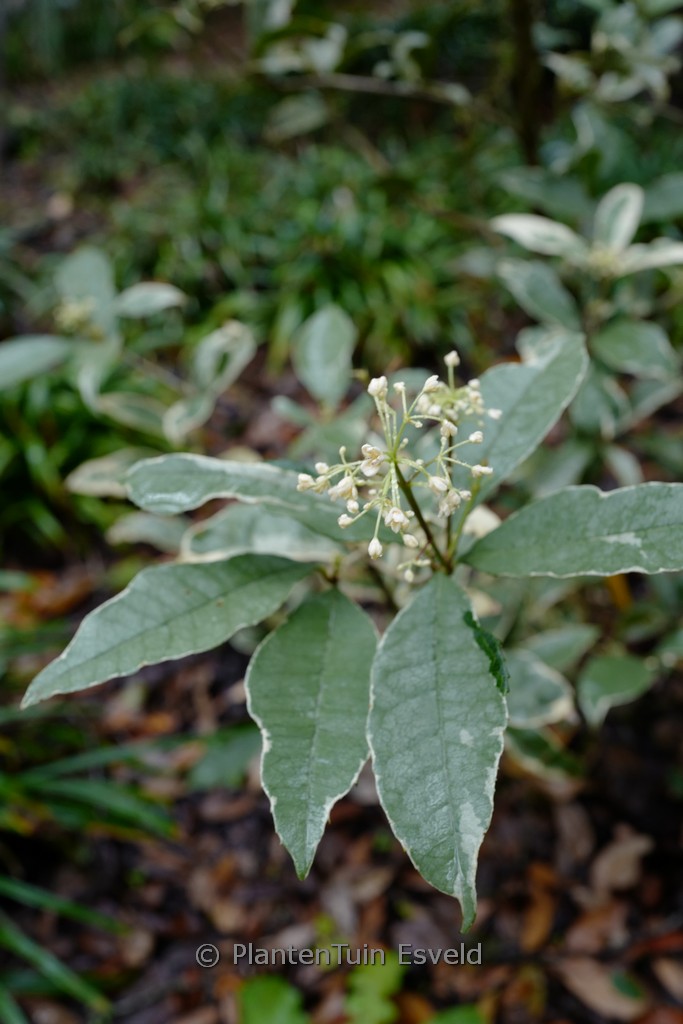 Osmanthus fragrans ‘Yinbi Shanghui’