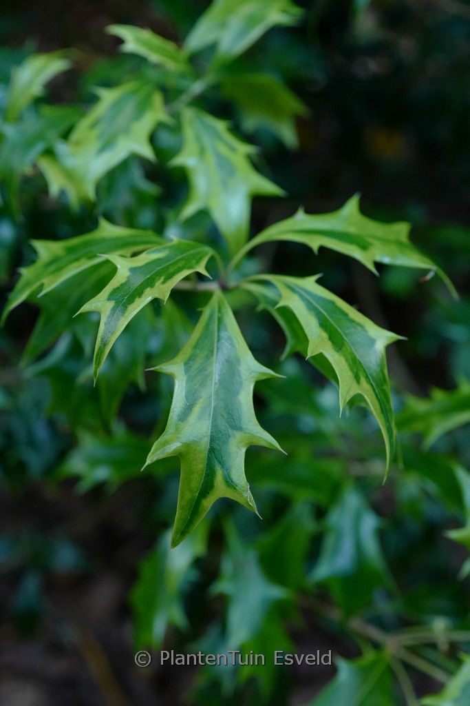 Osmanthus heterophyllus ‘Aureomarginatus’