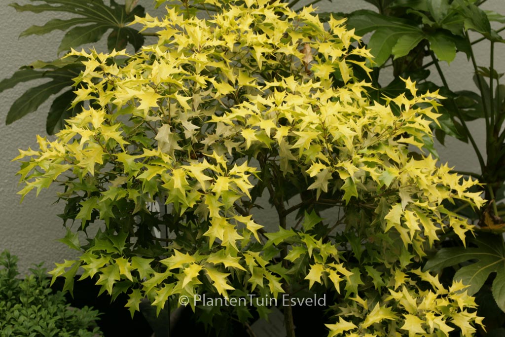 Osmanthus heterophyllus ‘Ogon’