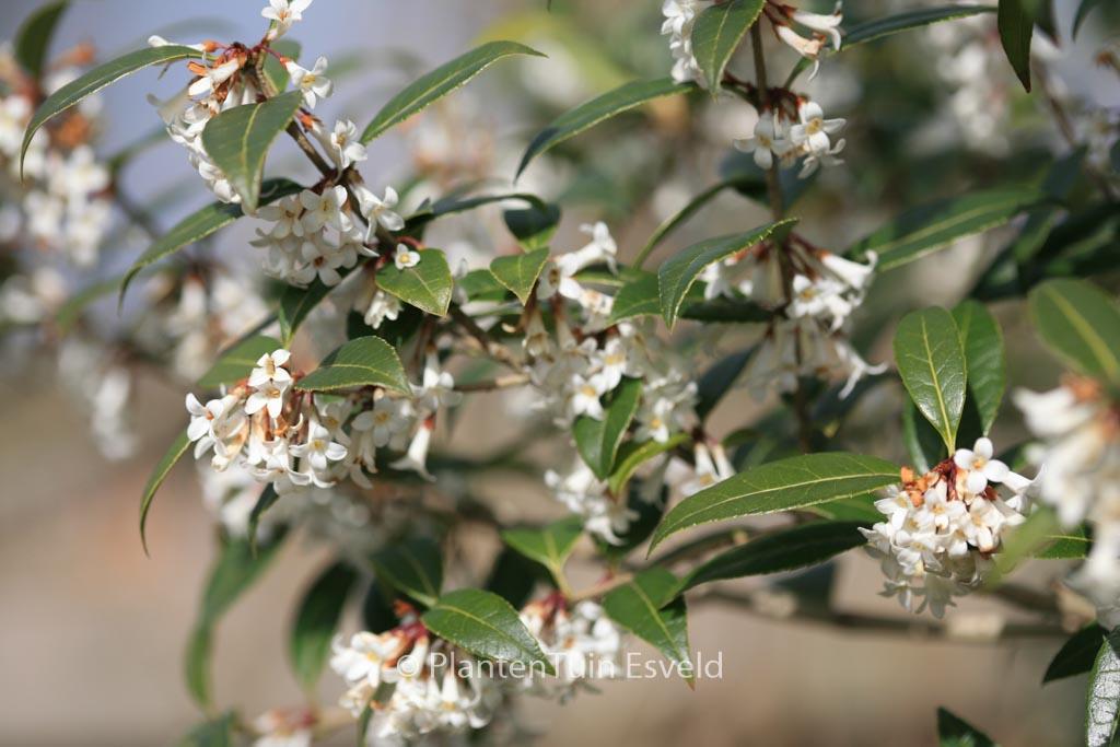 Osmanthus suavis