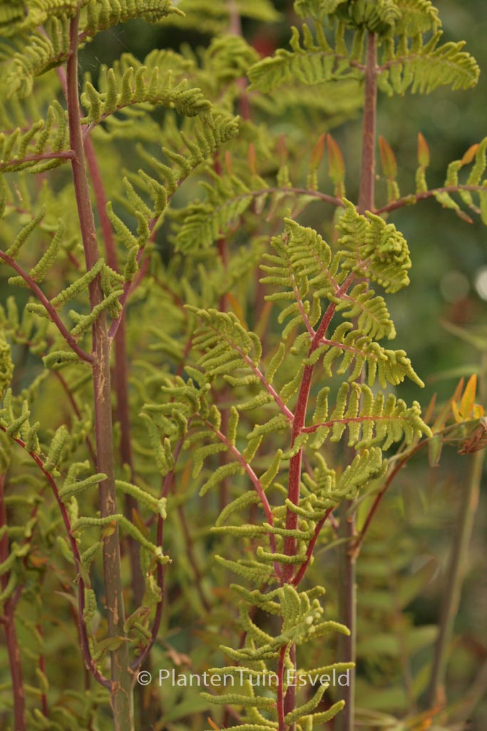Osmunda regalis ‘Purpurascens’