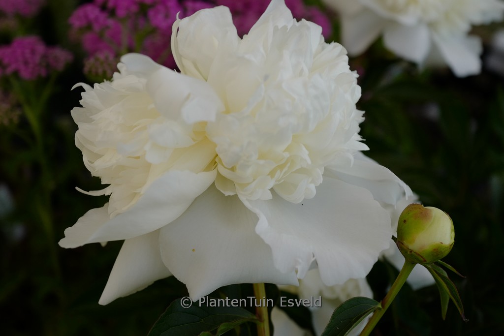 Paeonia ‘Duchesse de Nemours’