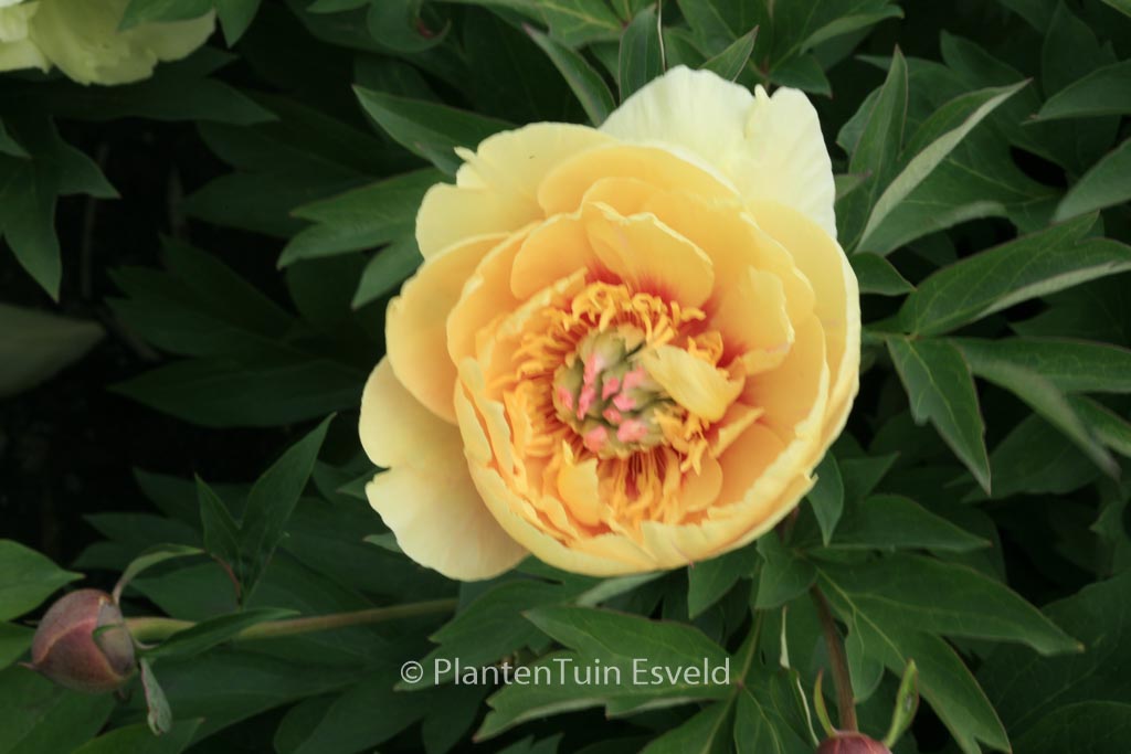 Paeonia ‘Garden Treasure’