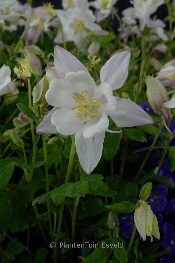 Paeonia ‘Hillary’