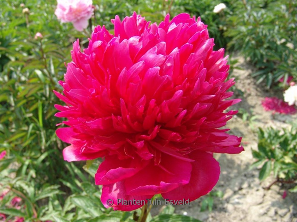 Paeonia ‘Many Happy Returns’