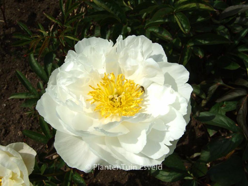 Paeonia ‘Miss America’