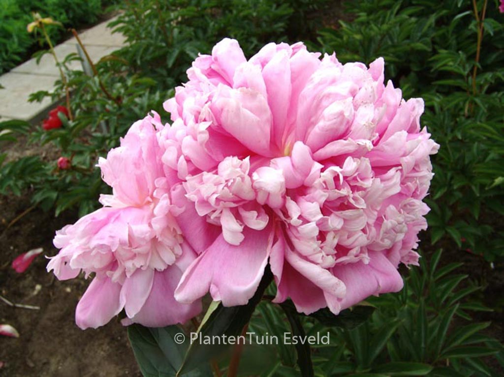 Paeonia ‘Monsieur Jules Elie’
