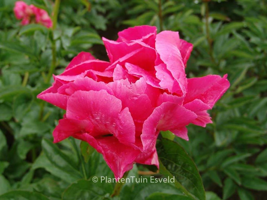 Paeonia ‘Paula Fay’