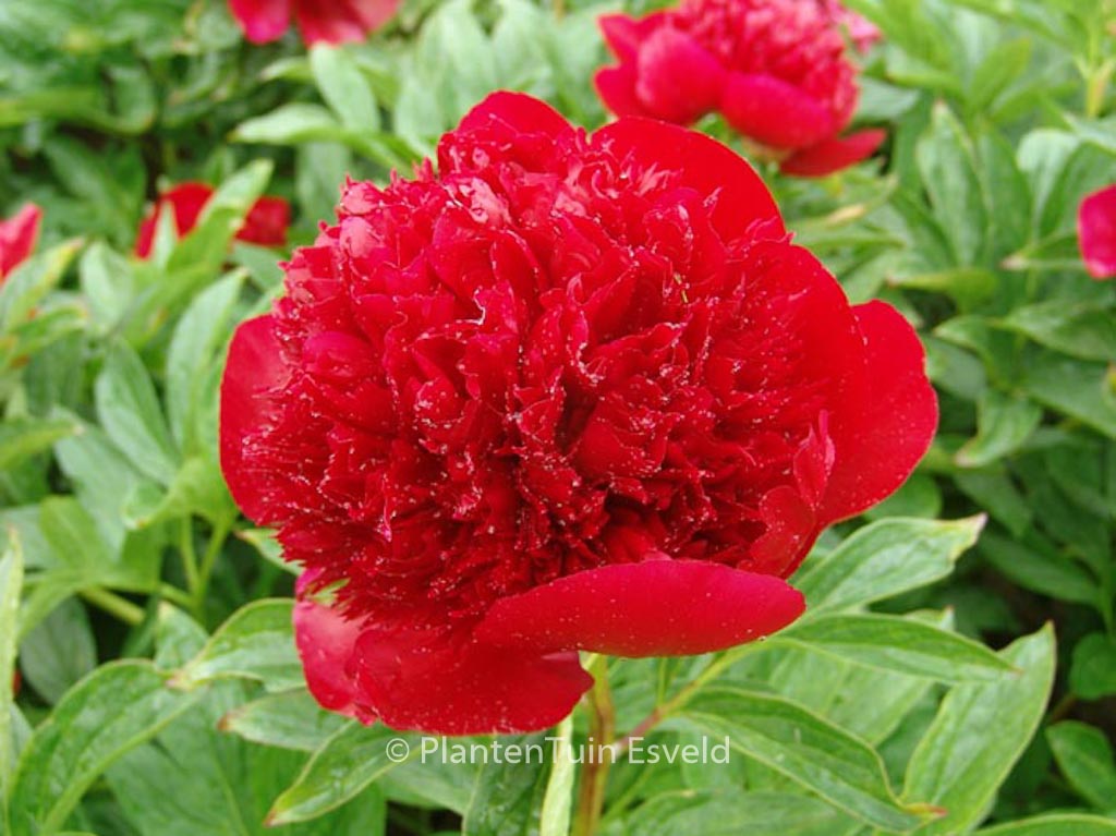 Paeonia ‘Red Charm’