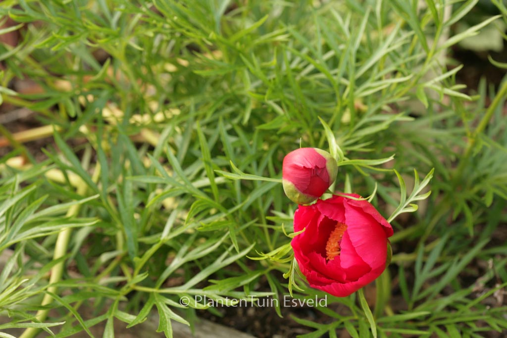 Paeonia tenuifolia