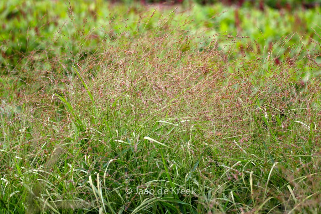Panicum virgatum ‘Kupferhirse’