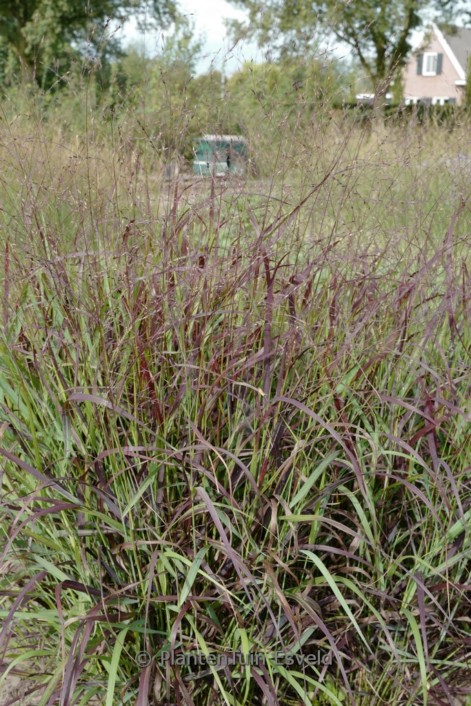 Panicum virgatum ‘Oxblood Autumn’