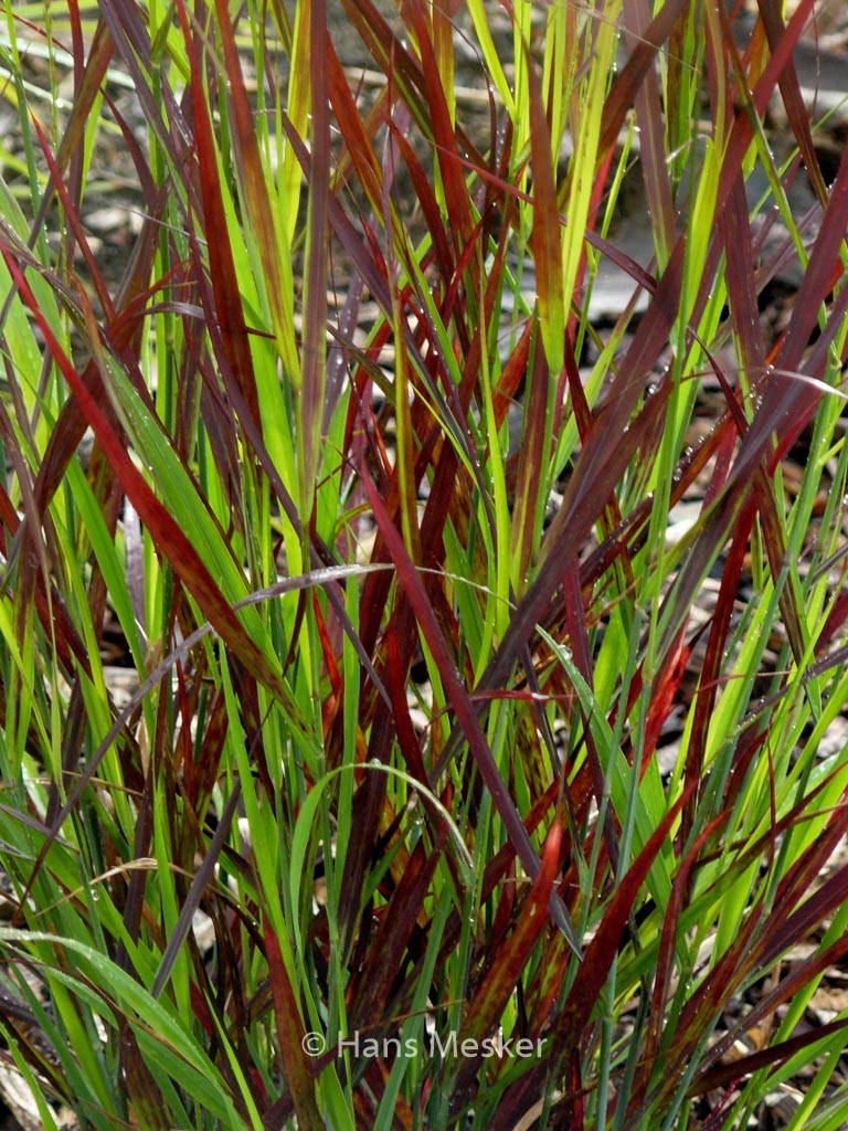 Panicum virgatum ‘Sangria’