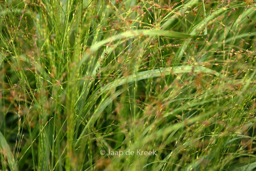 Panicum virgatum ‘Strictum’