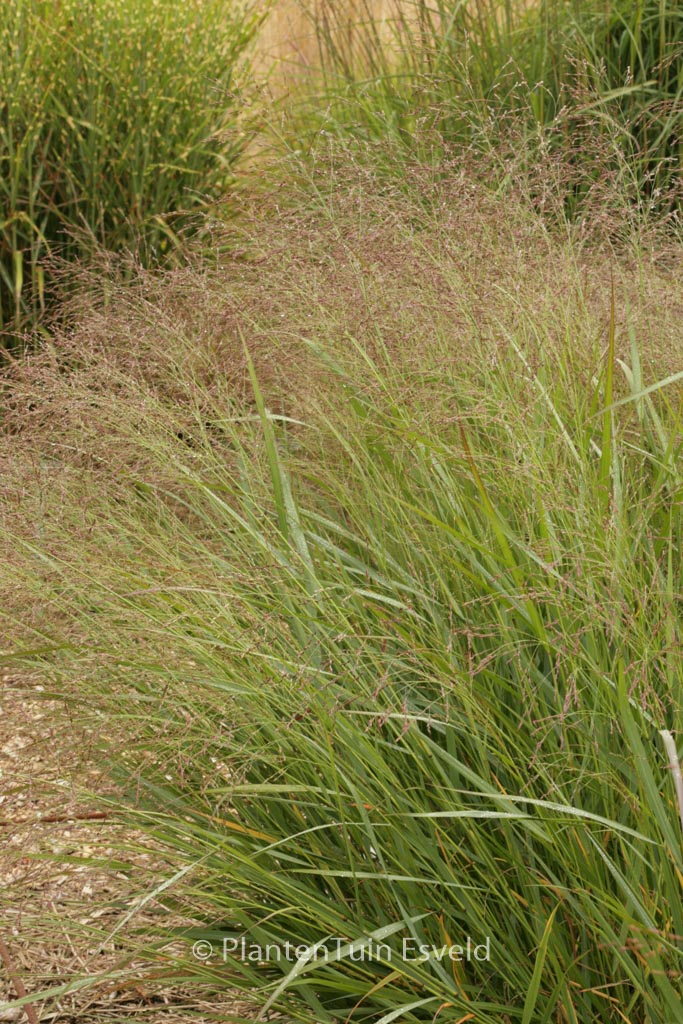 Panicum virgatum ‘Warrior’