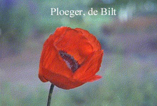 Papaver orientale ‘Brilliant’