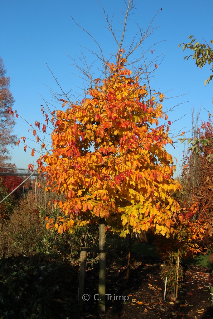 Parrotia persica ‘Bella’
