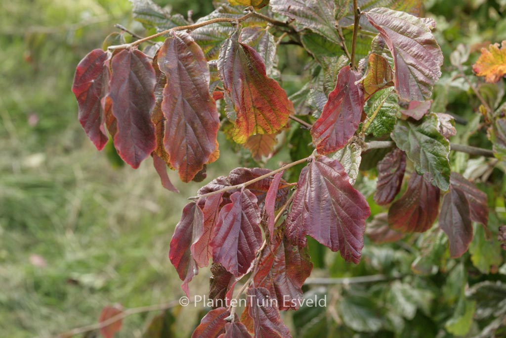 Parrotia persica ‘Biltmore’