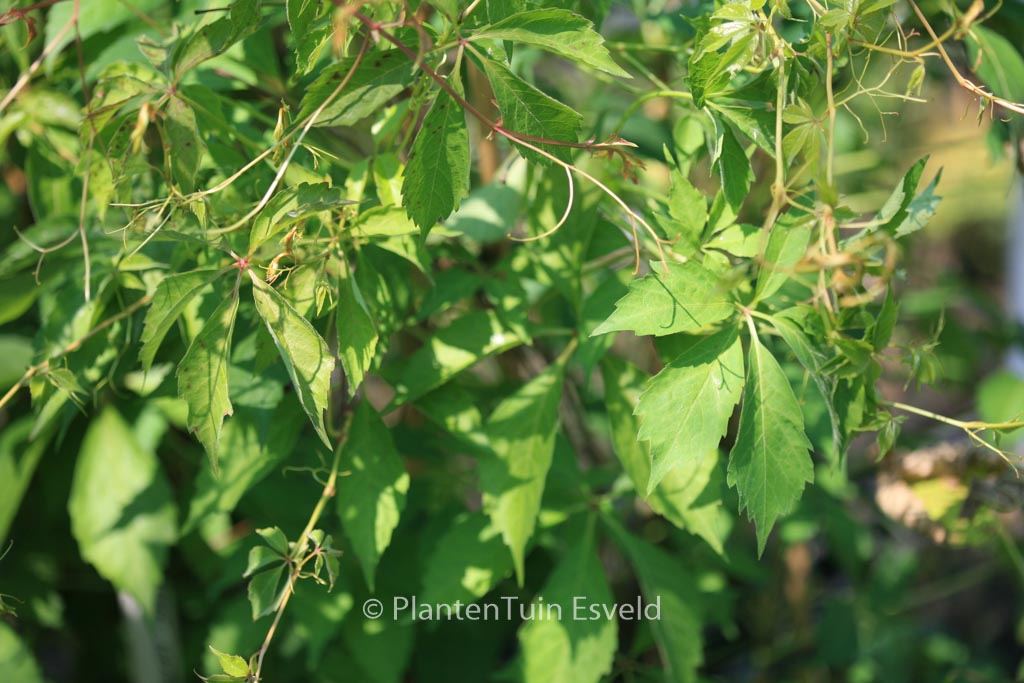 Parthenocissus heptaphylla