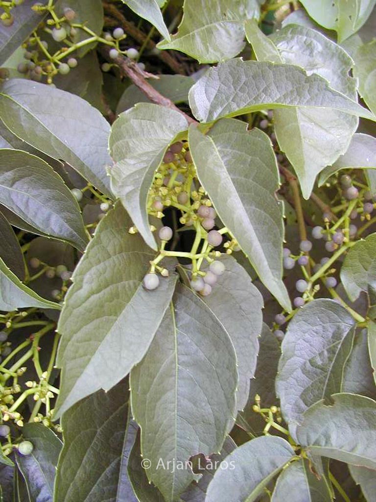 Parthenocissus himalayana ‘Rubrifolia’