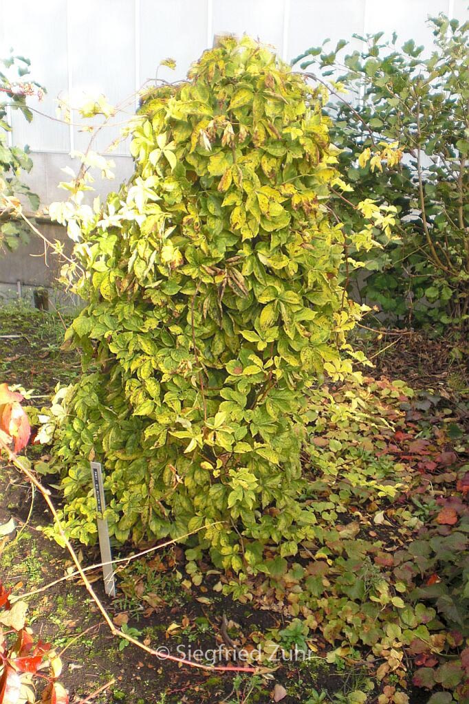 Parthenocissus quinquefolia ‘Golden Autumn’