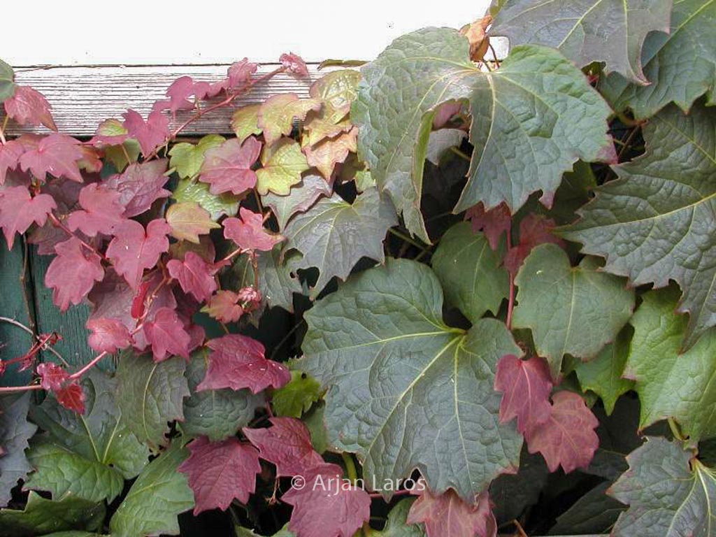 Parthenocissus tricuspidata ‘Purpurea’