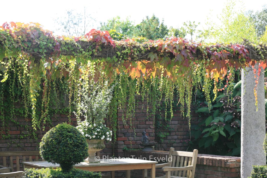 Parthenocissus tricuspidata ‘Veitch Boskoop’