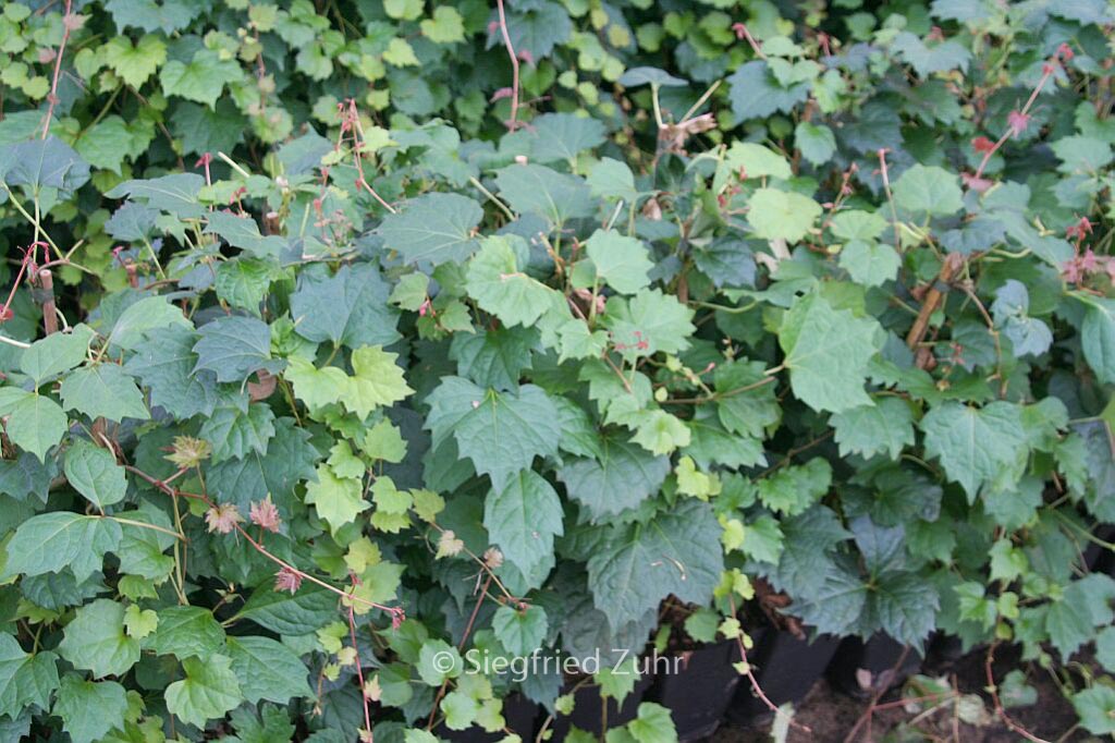 Parthenocissus tricuspidata ‘Veitchii Robusta’