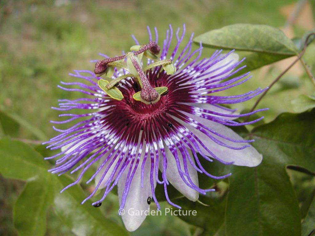 Passiflora ‘Purple Haze’