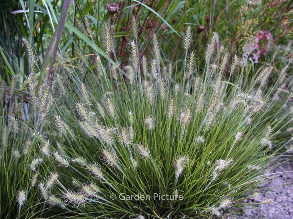 Pennisetum alopecuroides ‘Little Bunny’