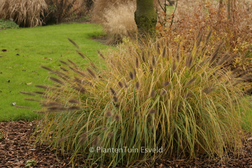 Pennisetum alopecuroides ‘Moudry’