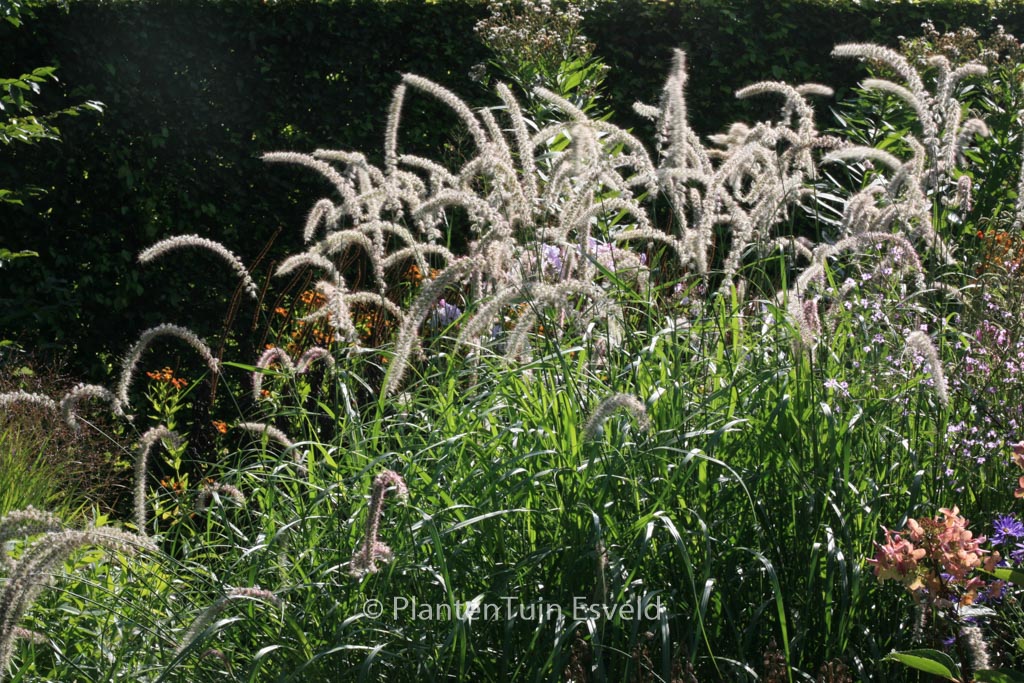 Pennisetum orientale ‘Tall Tails’