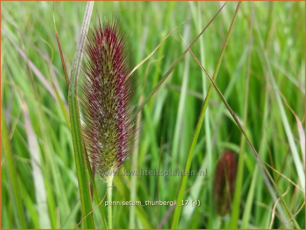 Pennisetum thunbergii